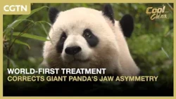 World-first treatment corrects giant panda's jaw asymmetry