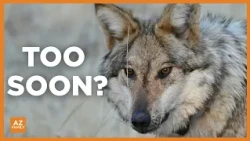 Trump order could strip endangered status from Mexican gray wolf