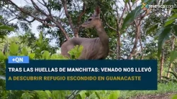 Following in Manchitas's footsteps: Deer leads us to discover a hidden refuge in Guanacaste