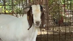 Santa Rosa ta invita comunidad pa workshop di cabrito y carne