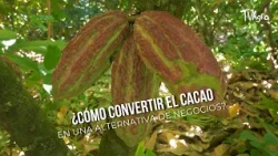 How to turn cocoa into a business alternative? - TvAgro by Juan Gonzalo Angel