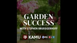Garden Success — A New Mealybug Mystery, Chili Thrips, and Building a Blackberry Berm