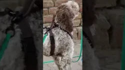 Correct Body Language for Loose-Leash Walking: How It Works! 🦮🐾👍