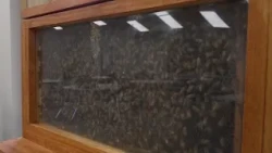 Mosquito Hill Nature Center hosts Honey Sunday