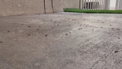 Monsoon conditions trigger flying ant mating season in swarms