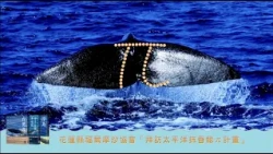 發現太平洋抹香鯨 /有如「π」的尾巴，是海中的新地標，是生活在台灣家園的厝邊鄰居 ｜公視之友好禮