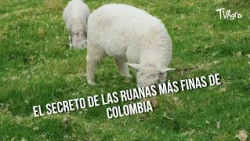 The secret behind the finest ruanas in Colombia - TvAgro by Juan Gonzalo Angel