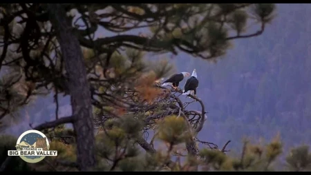 Big Bear Bald Eagle Nest Cam 2