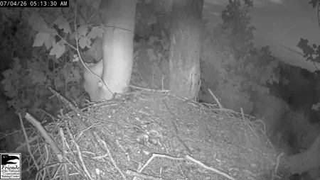 Bald Eagle Nest at NCTC in West Virginia