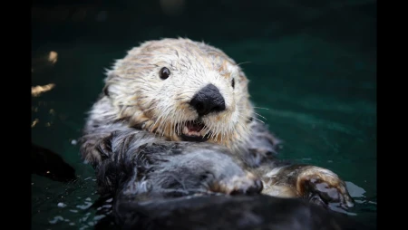 Vancouver Aquarium - Sea Otter Cam