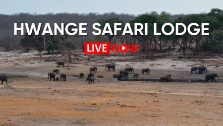 Hwange Safari Lodge Live Wildlife Stream in Zimbabwe