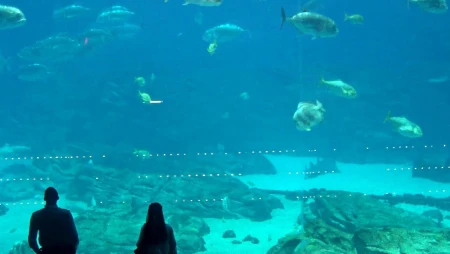 Georgia Aquarium Ocean Voyager Whale Shark Cam
