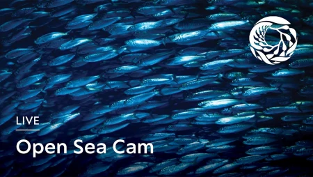 Monterey Bay Aquarium - Open Sea Exhibit