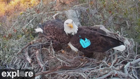 Fraser Point Bald Eagle Nest