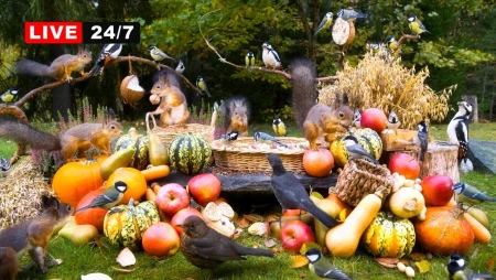 Live Cat TV: Birds and Squirrels in Finland