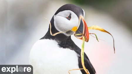 Puffin Nest Cam: Willie & Millie's Burrow on Seal Island, Maine