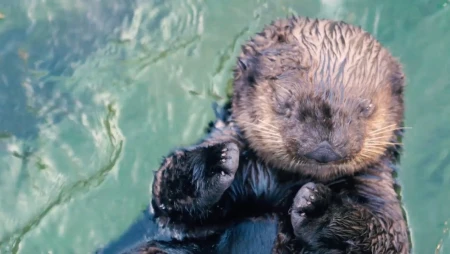 Vancouver Aquarium - Sea Otter Cam 2