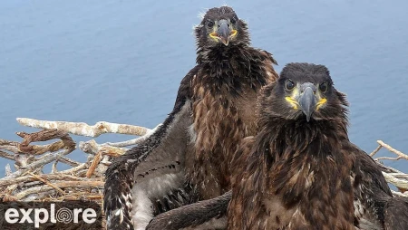 West End Bald Eagle Nest Cam on Catalina Island