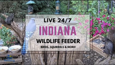 Bird Feeder and Wildlife Cam in South Bend, Indiana