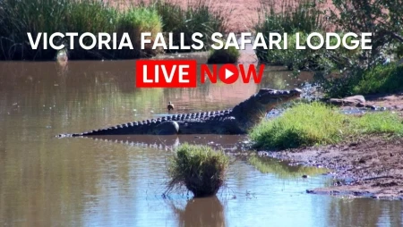 Victoria Falls Safari Lodge Waterhole Cam – Elephants and Wildlife