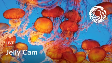Monterey Bay Aquarium - Sea Nettles Jelly Cam