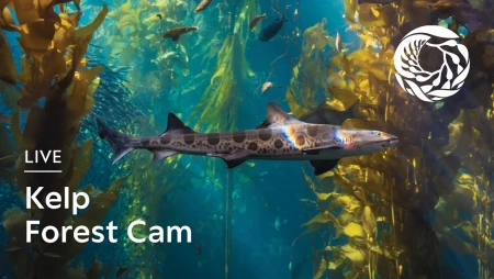 Monterey Bay Aquarium - Kelp Forest
