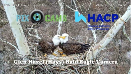 Glen Hazel Bald Eagle Nest